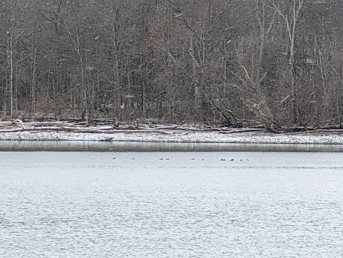 オウギアイサ - ML646748816