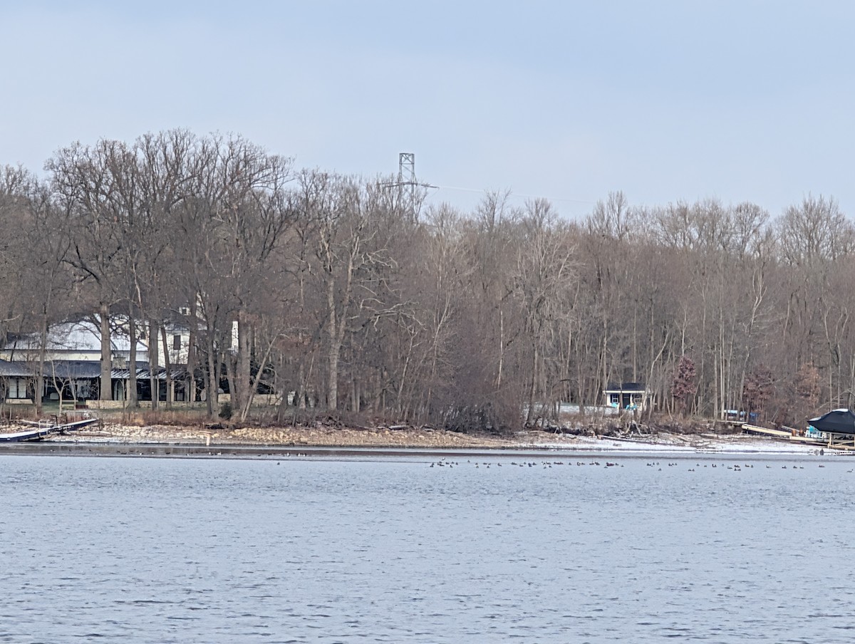 オウギアイサ - ML646748817