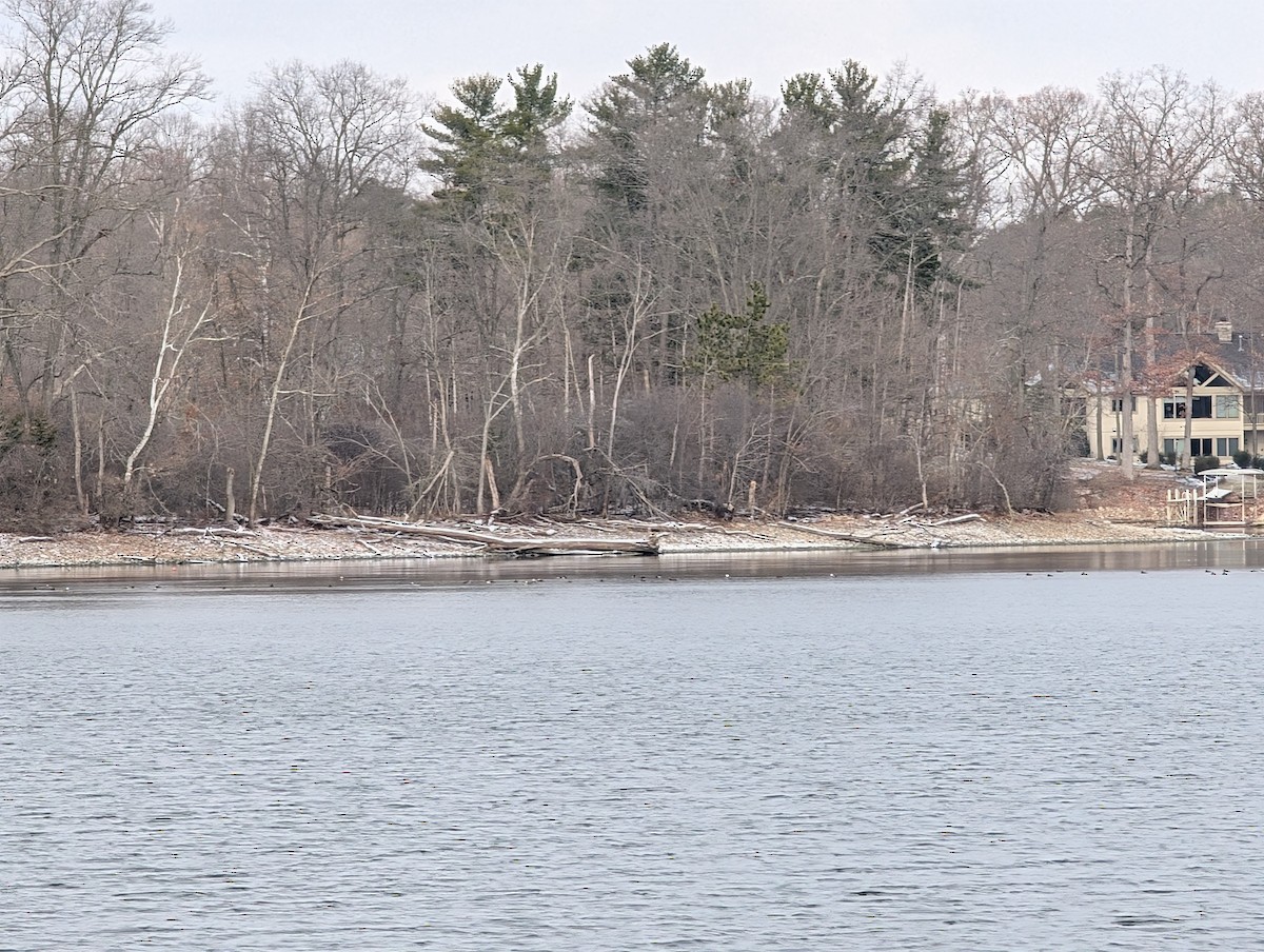 オウギアイサ - ML646748818