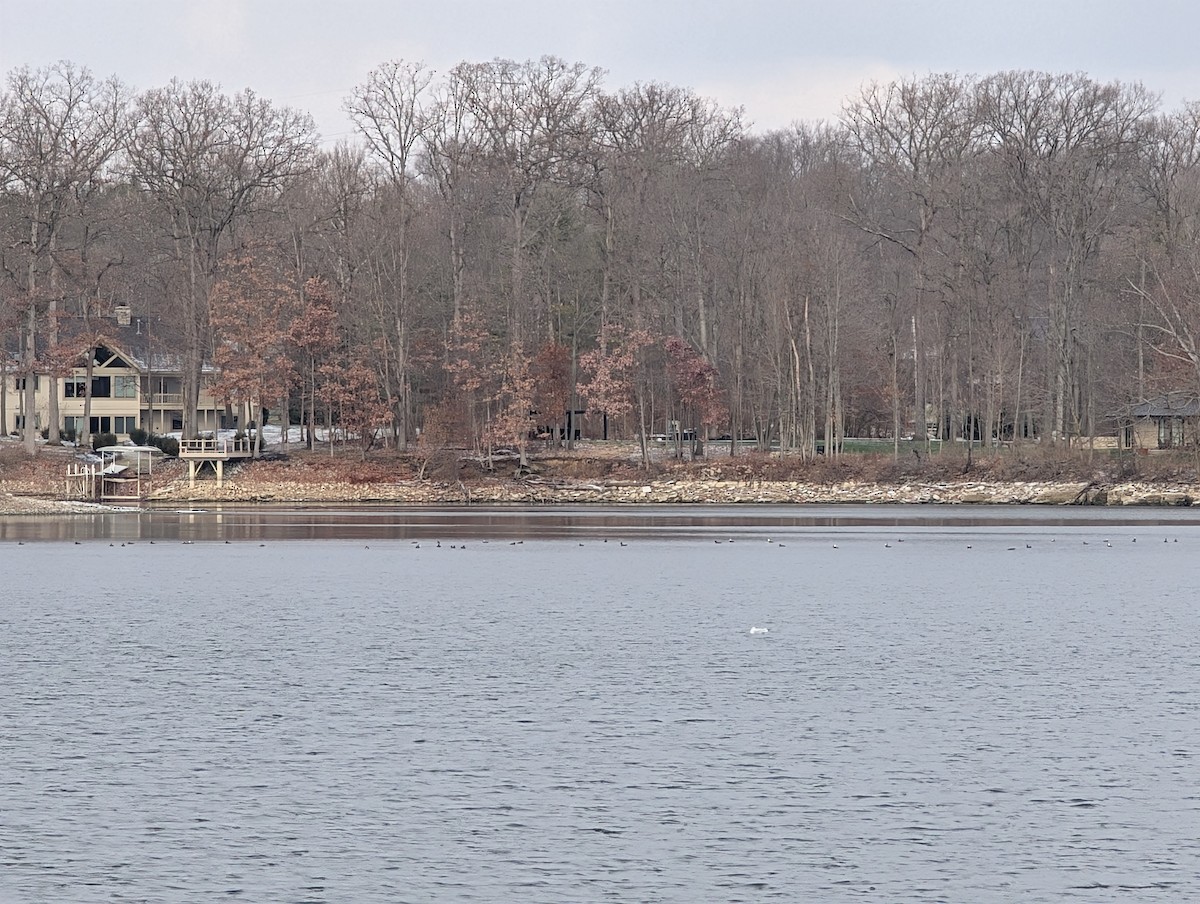 オウギアイサ - ML646748819