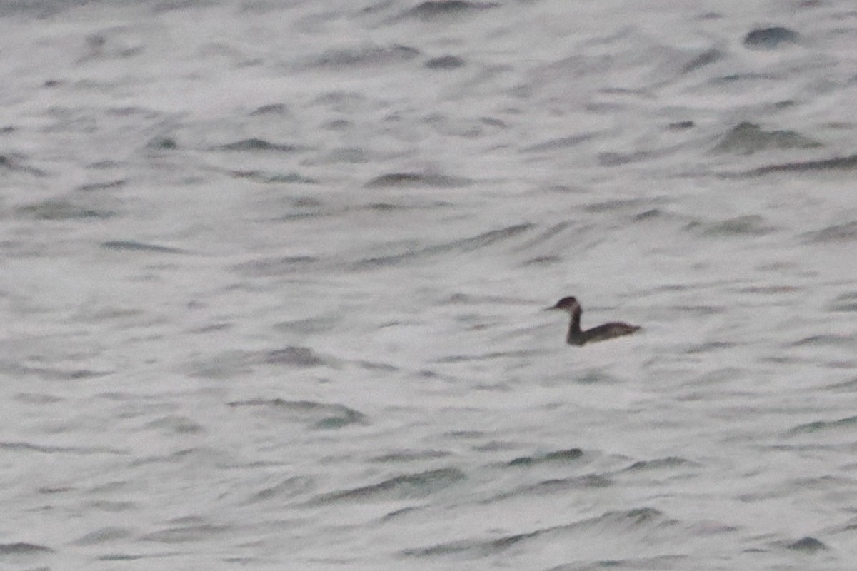 Rothalstaucher - ML646748820