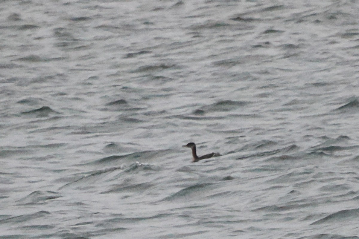 Rothalstaucher - ML646748821