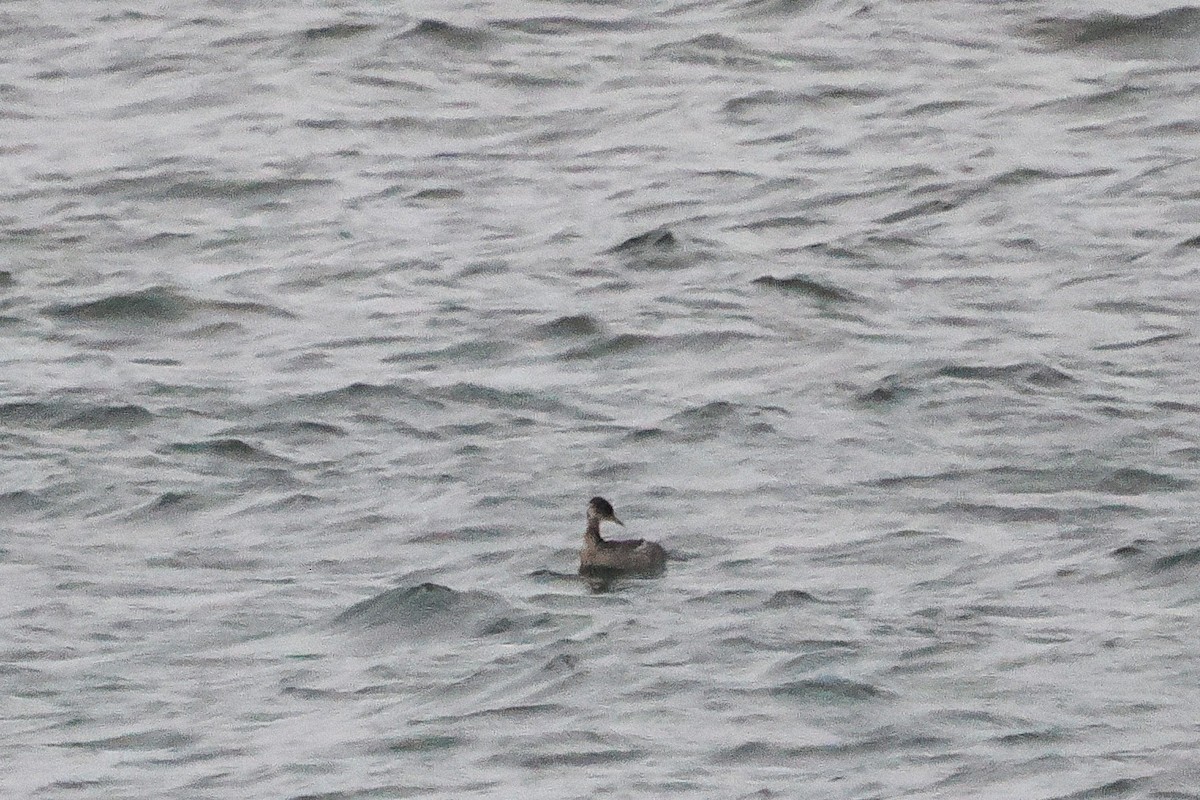 Rothalstaucher - ML646748822