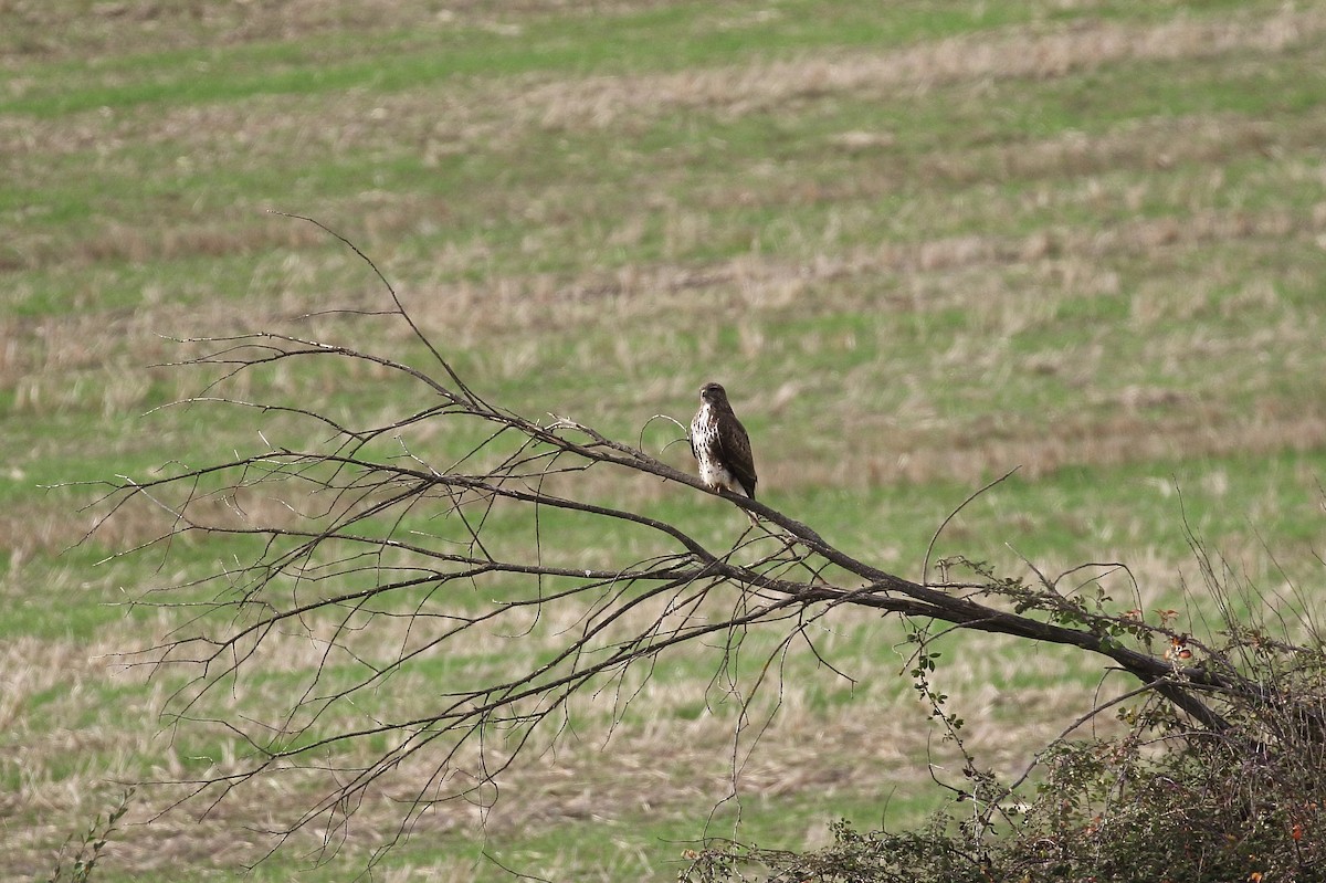 Common Buzzard - ML646748823