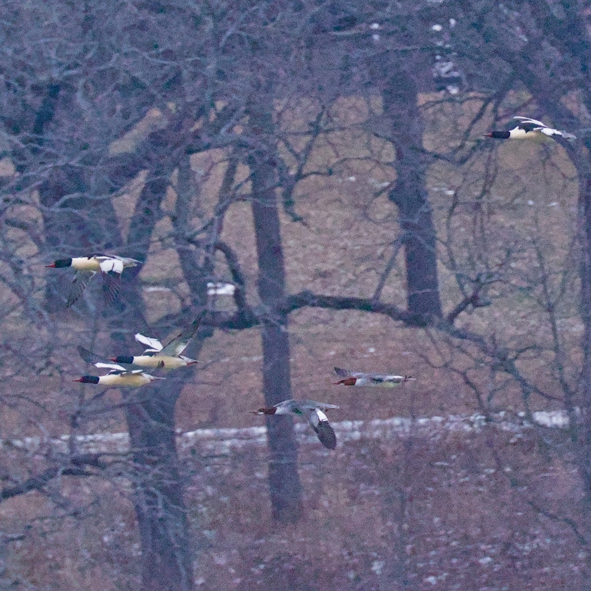 Common Merganser - ML646748826