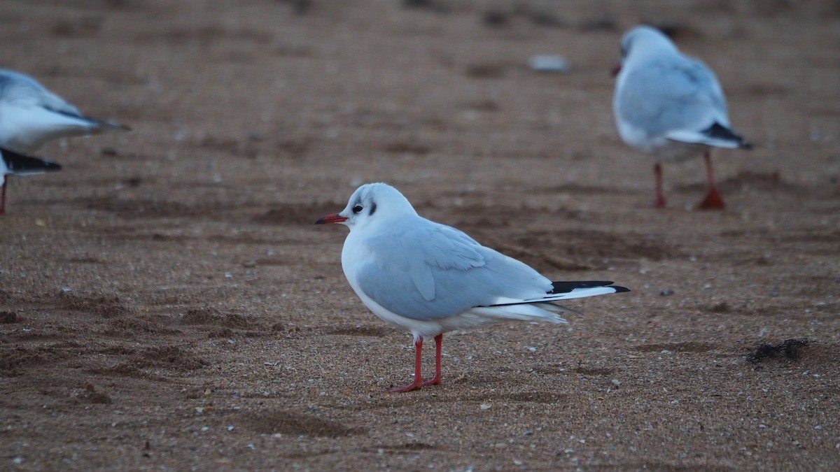 שחף אגמים - ML646748827