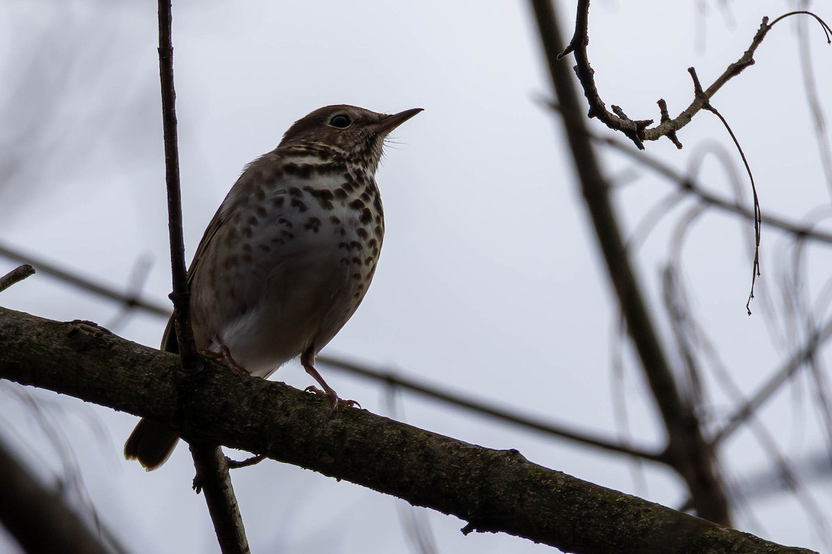 Дрозд-отшельник - ML646748828