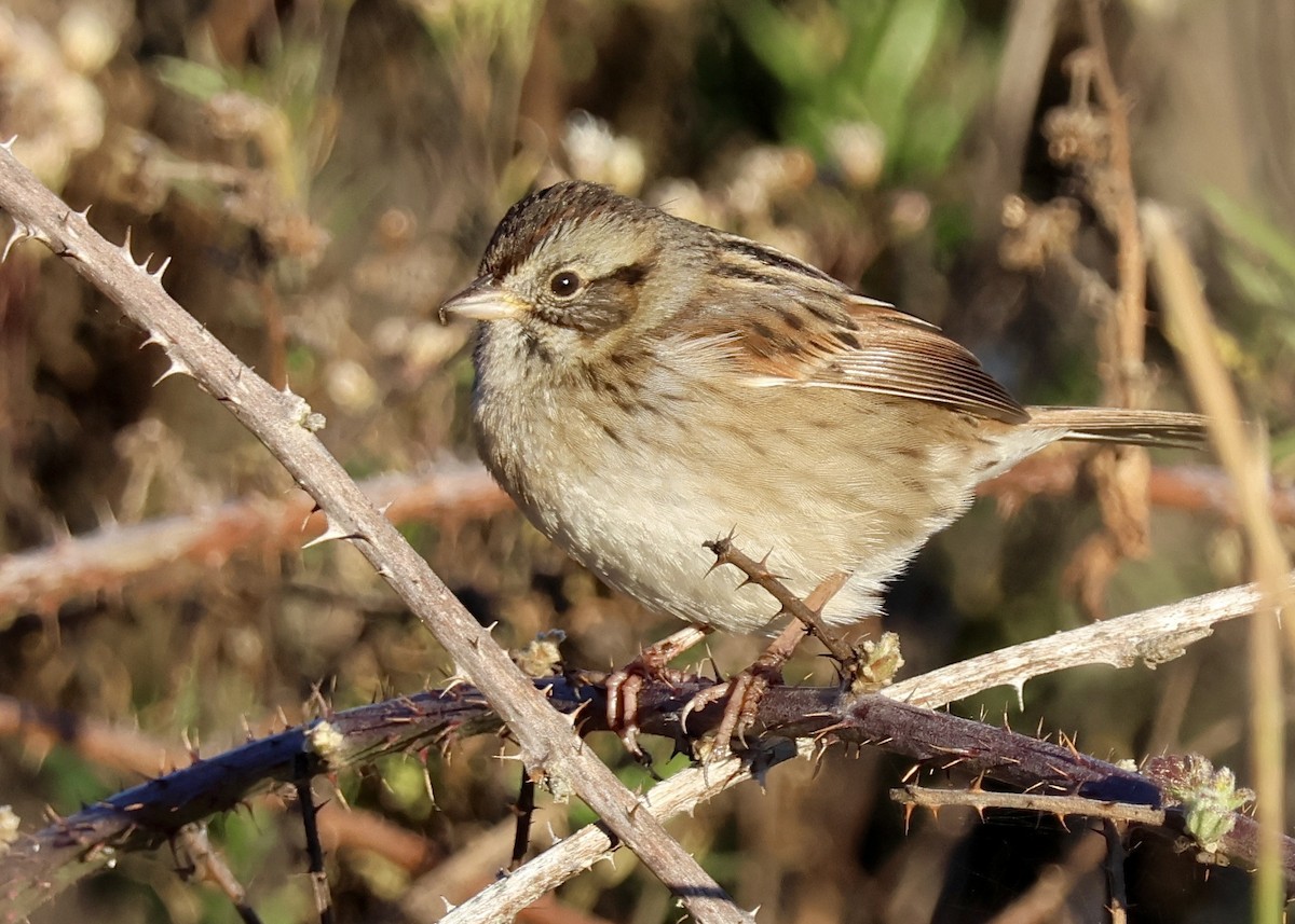 Sumpfammer - ML646748829