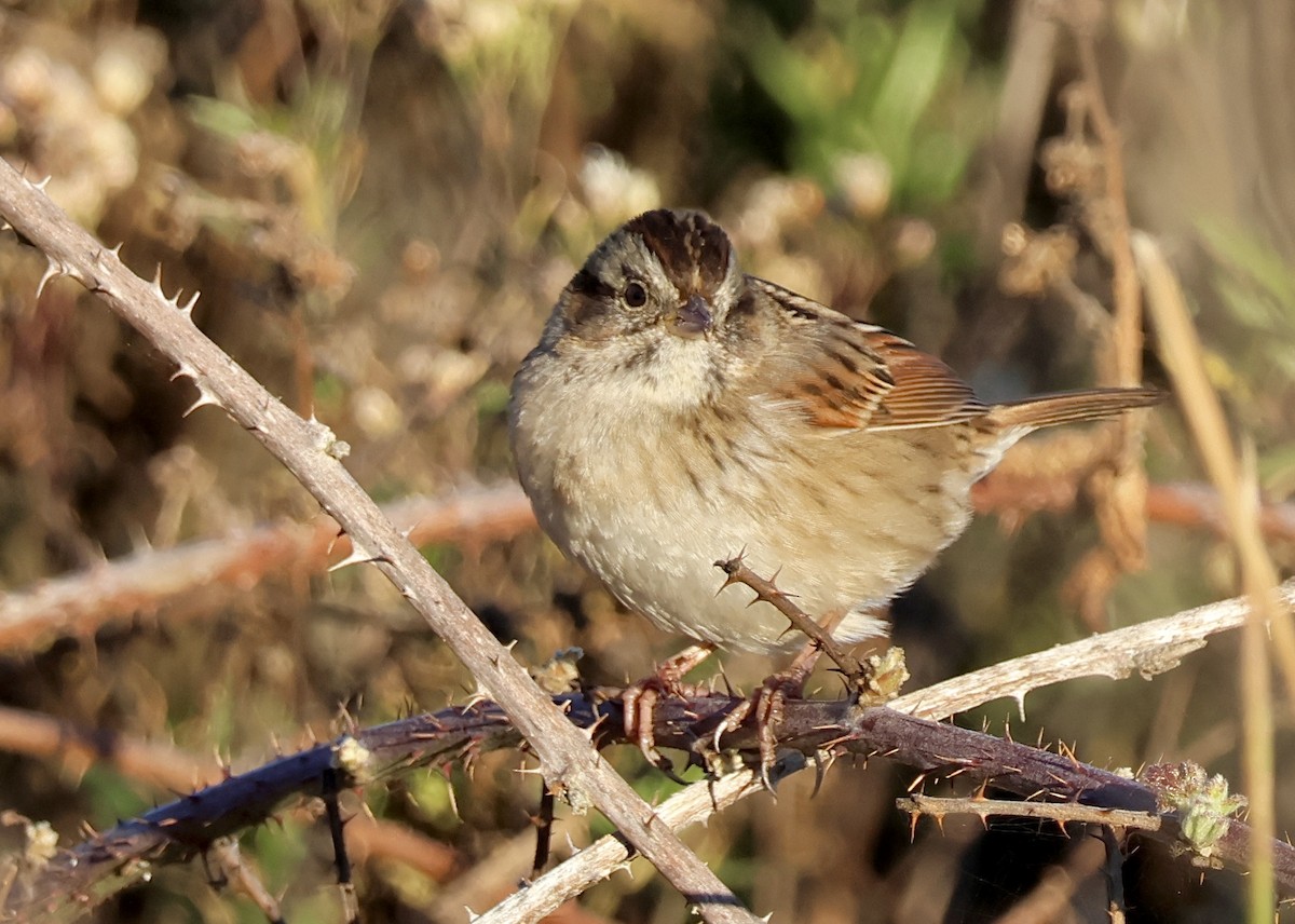 Sumpfammer - ML646748830