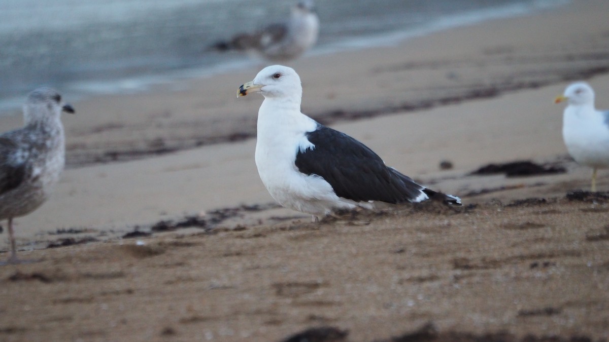 שחף ימי - ML646748831