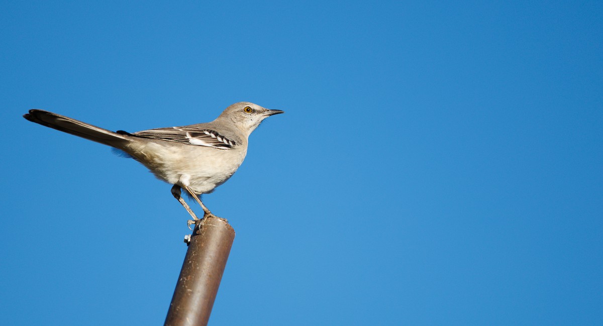 Northern Mockingbird - ML646748832