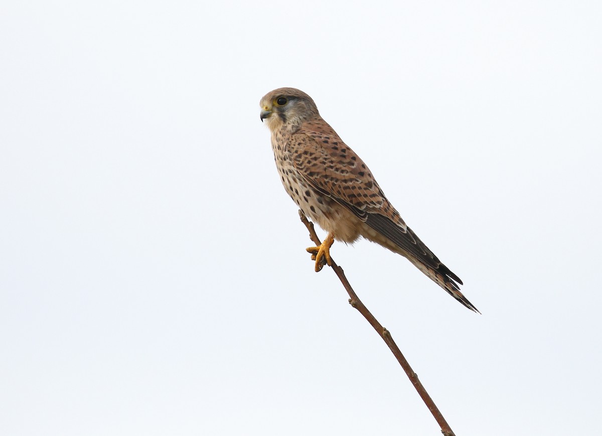 Eurasian Kestrel - ML646748833
