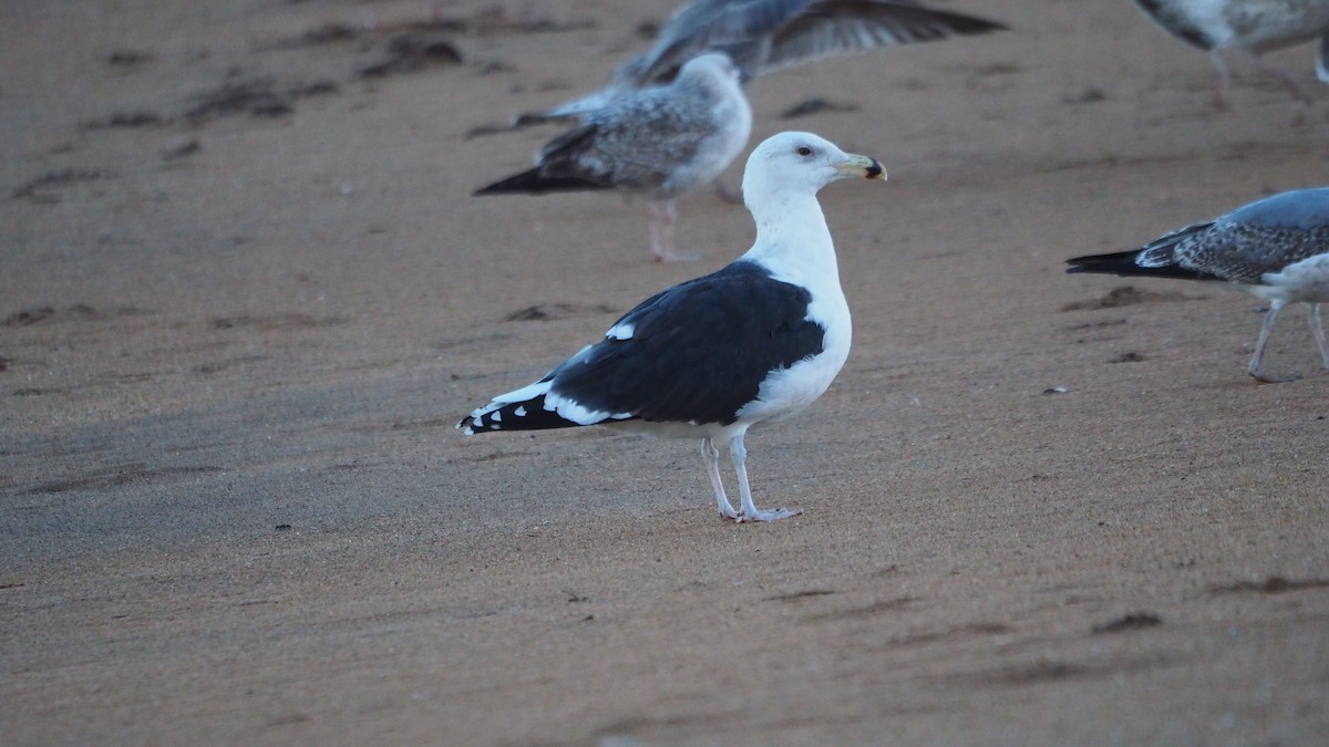 שחף ימי - ML646748842