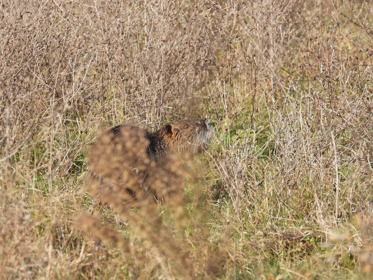 ヌートリア - ML646748843