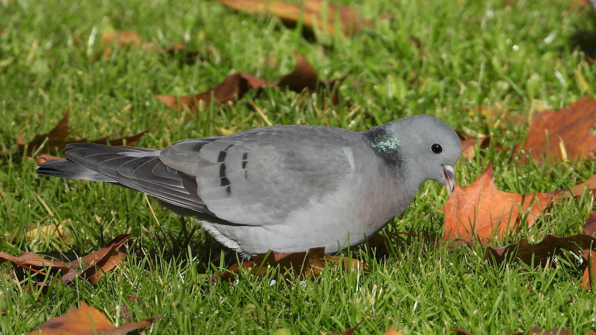 Stock Dove - ML646748845