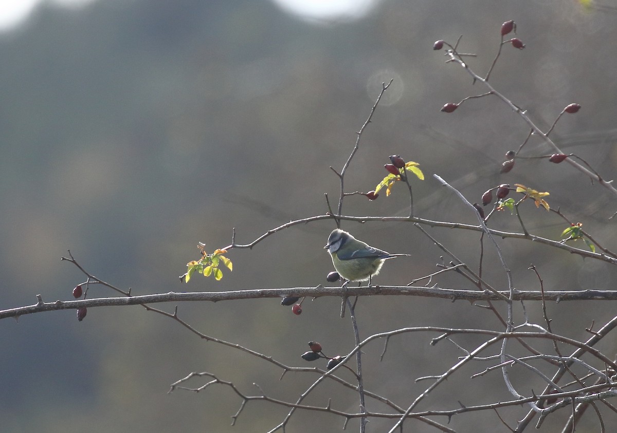 Eurasian Blue Tit - ML646748847