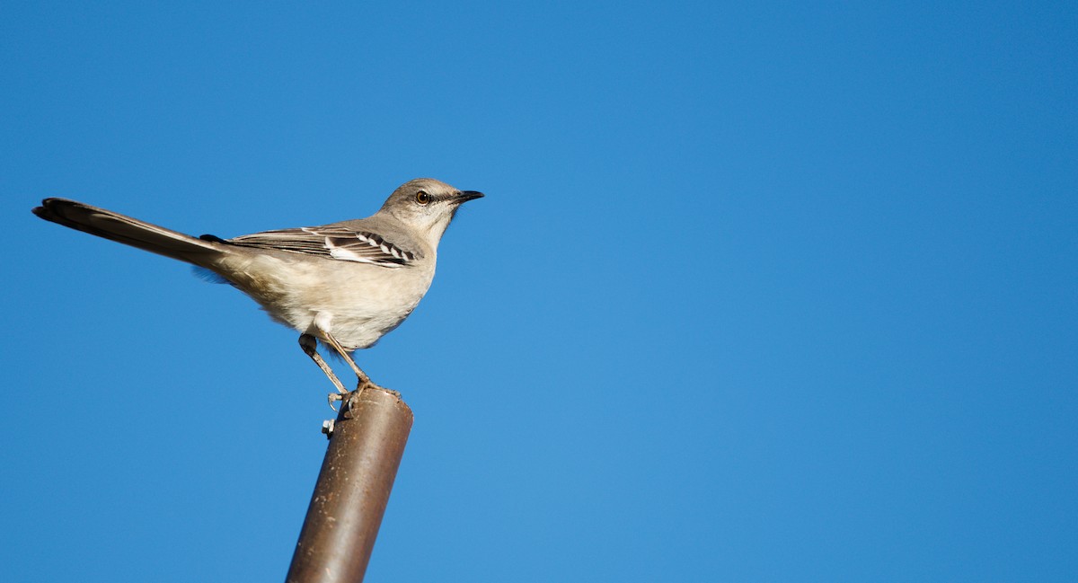 Northern Mockingbird - ML646748850