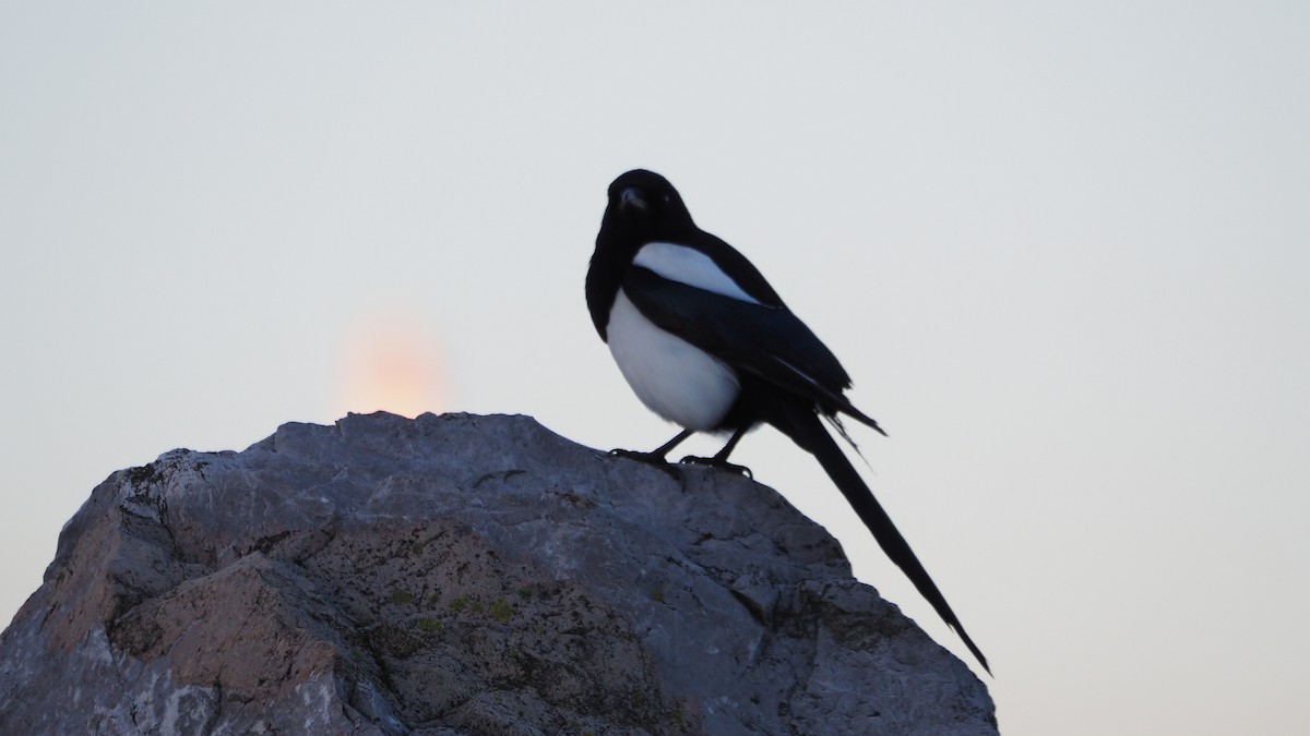 עקעק זנבתן - ML646748853