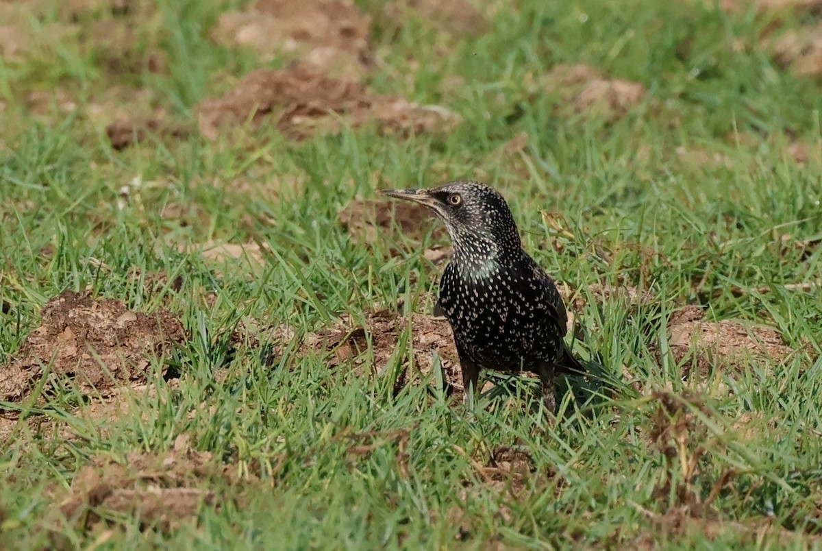 Arabazozo pikarta - ML646748856