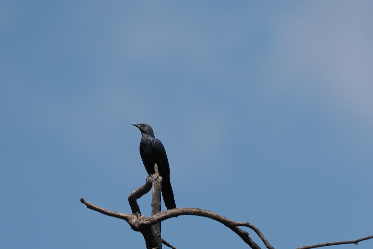 Rotschwingenstar - ML646748858