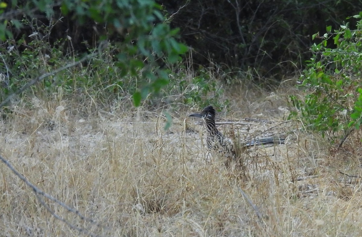 Greater Roadrunner - ML646748859