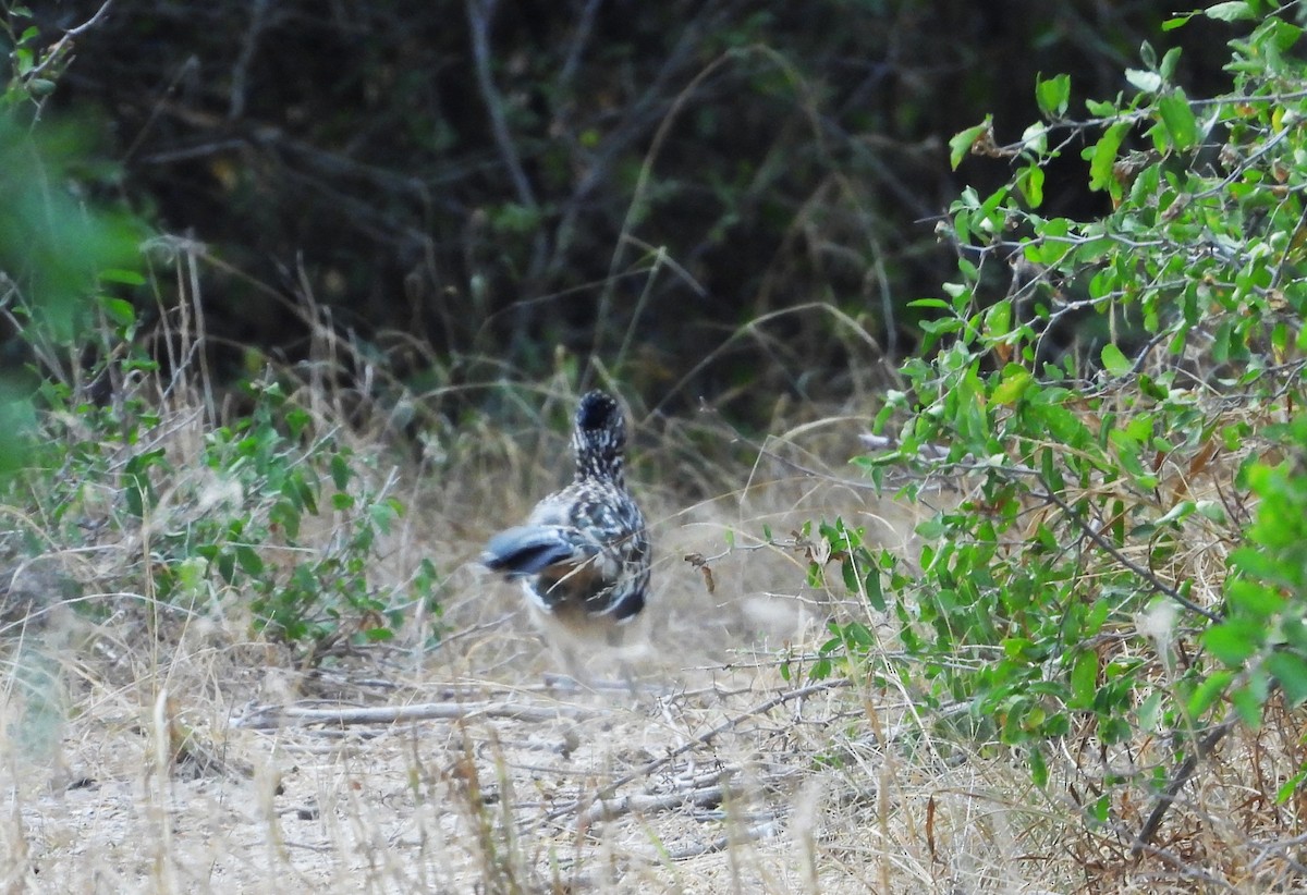 Greater Roadrunner - ML646748860