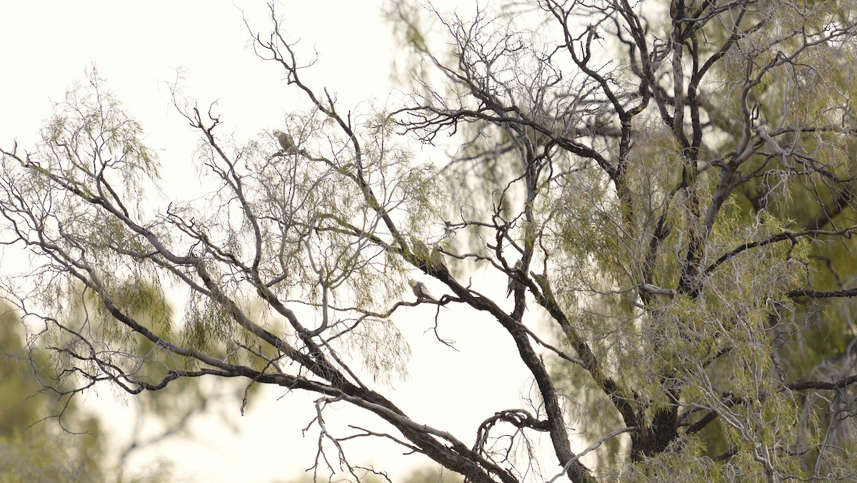 Cockatiel - ML646748861