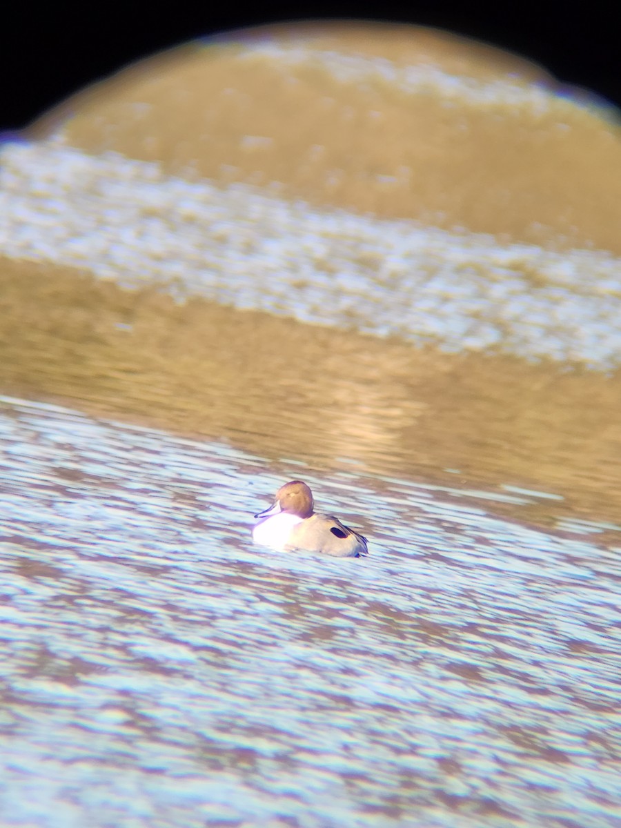 Codone - ML646748862