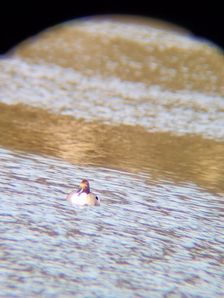 Codone - ML646748863