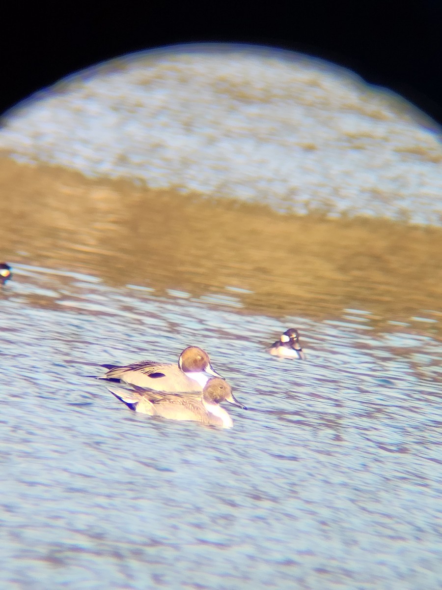 Codone - ML646748864