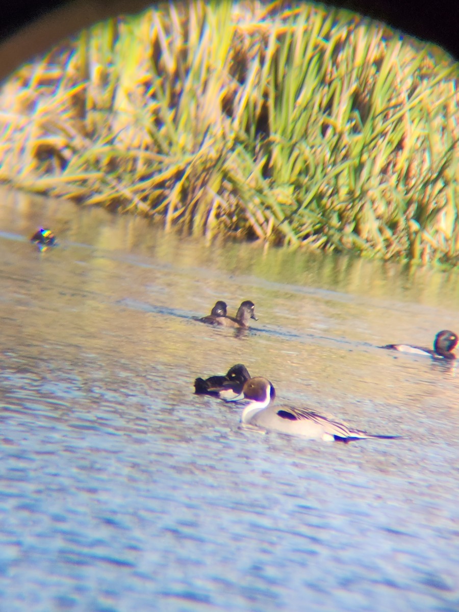 Codone - ML646748865