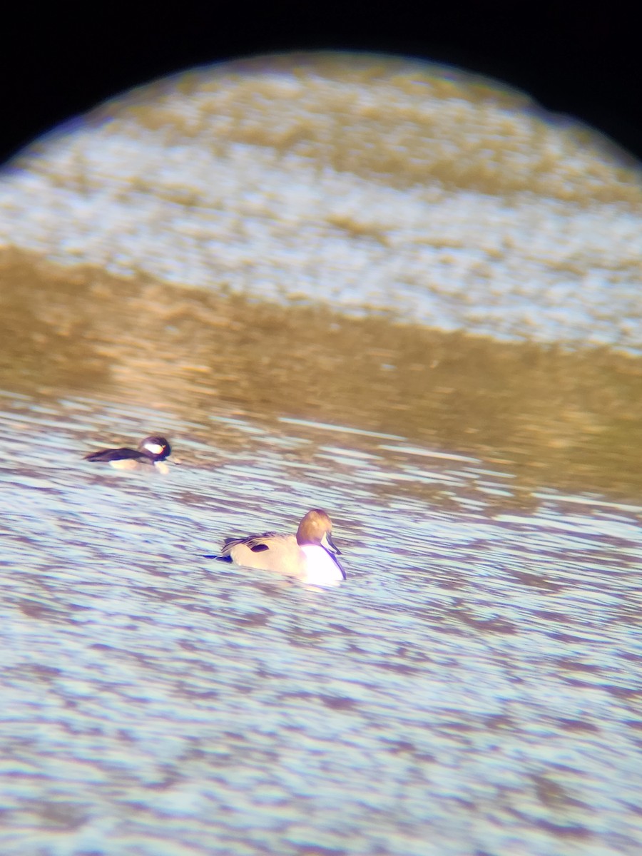 Codone - ML646748866