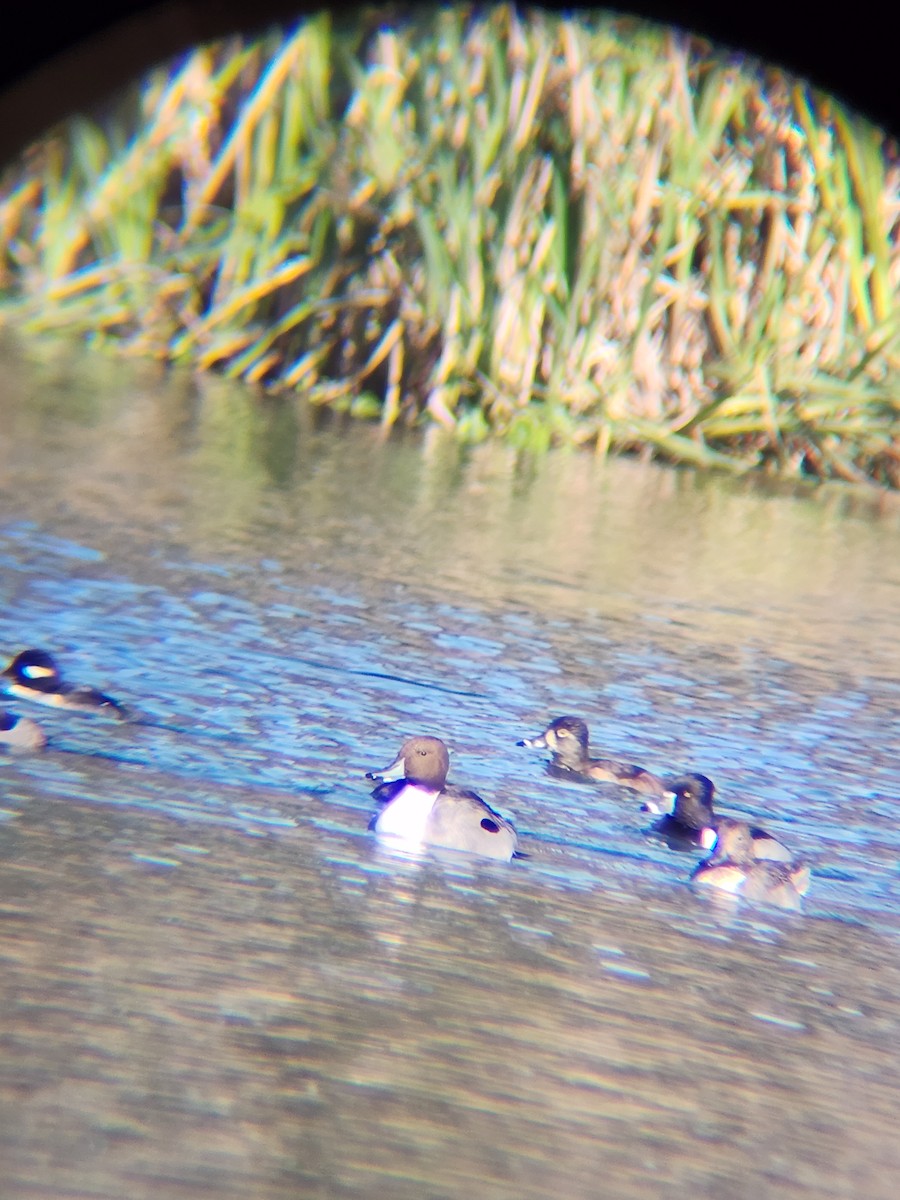 Codone - ML646748867