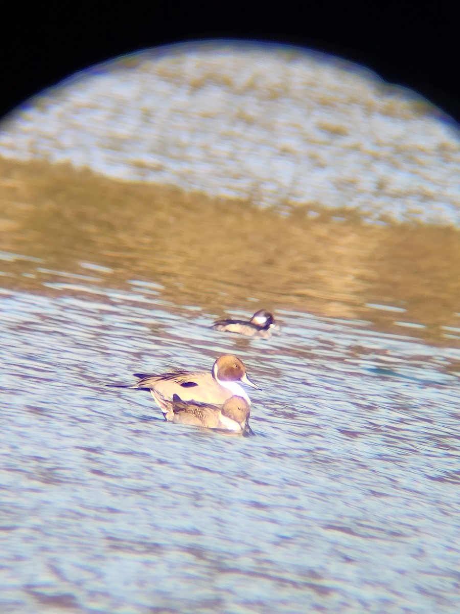 Codone - ML646748868