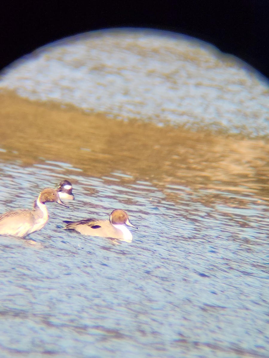 Codone - ML646748869