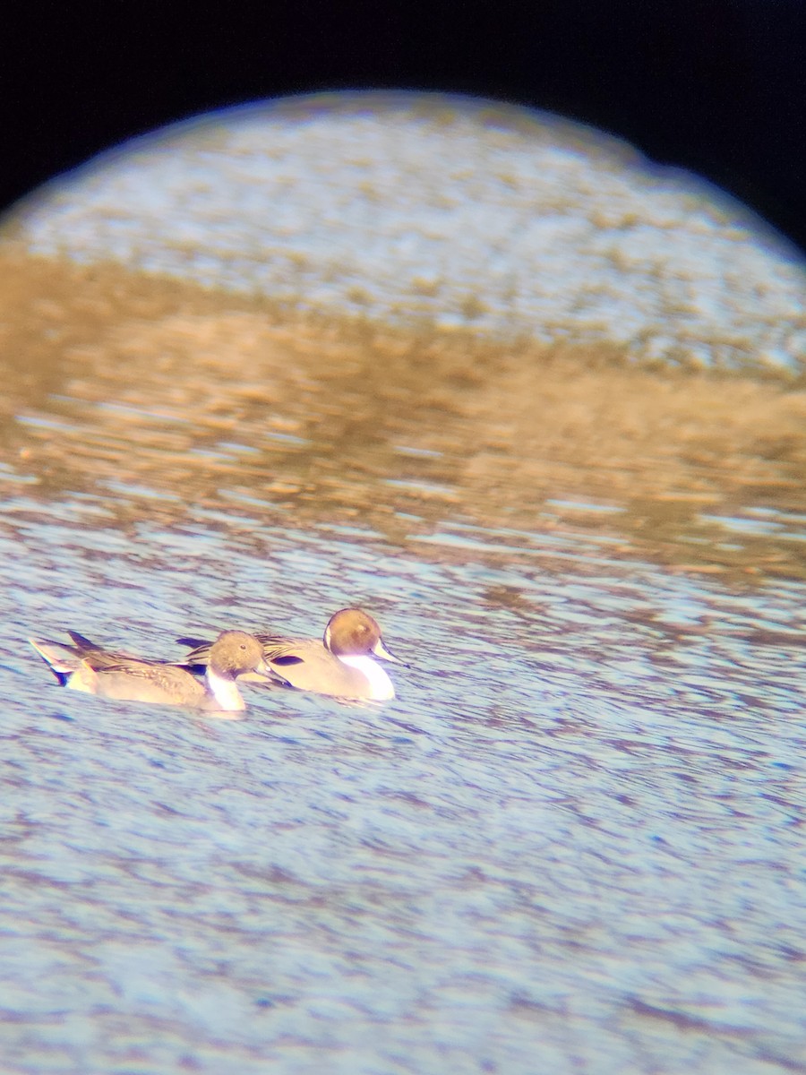 Codone - ML646748870