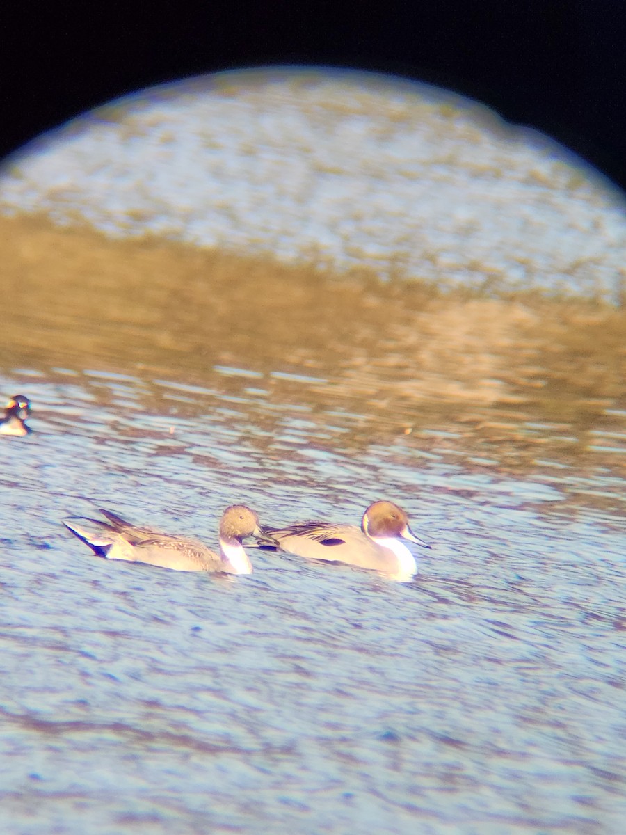 Codone - ML646748871