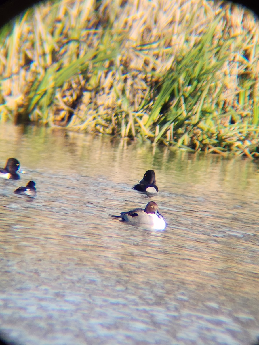 Codone - ML646748872