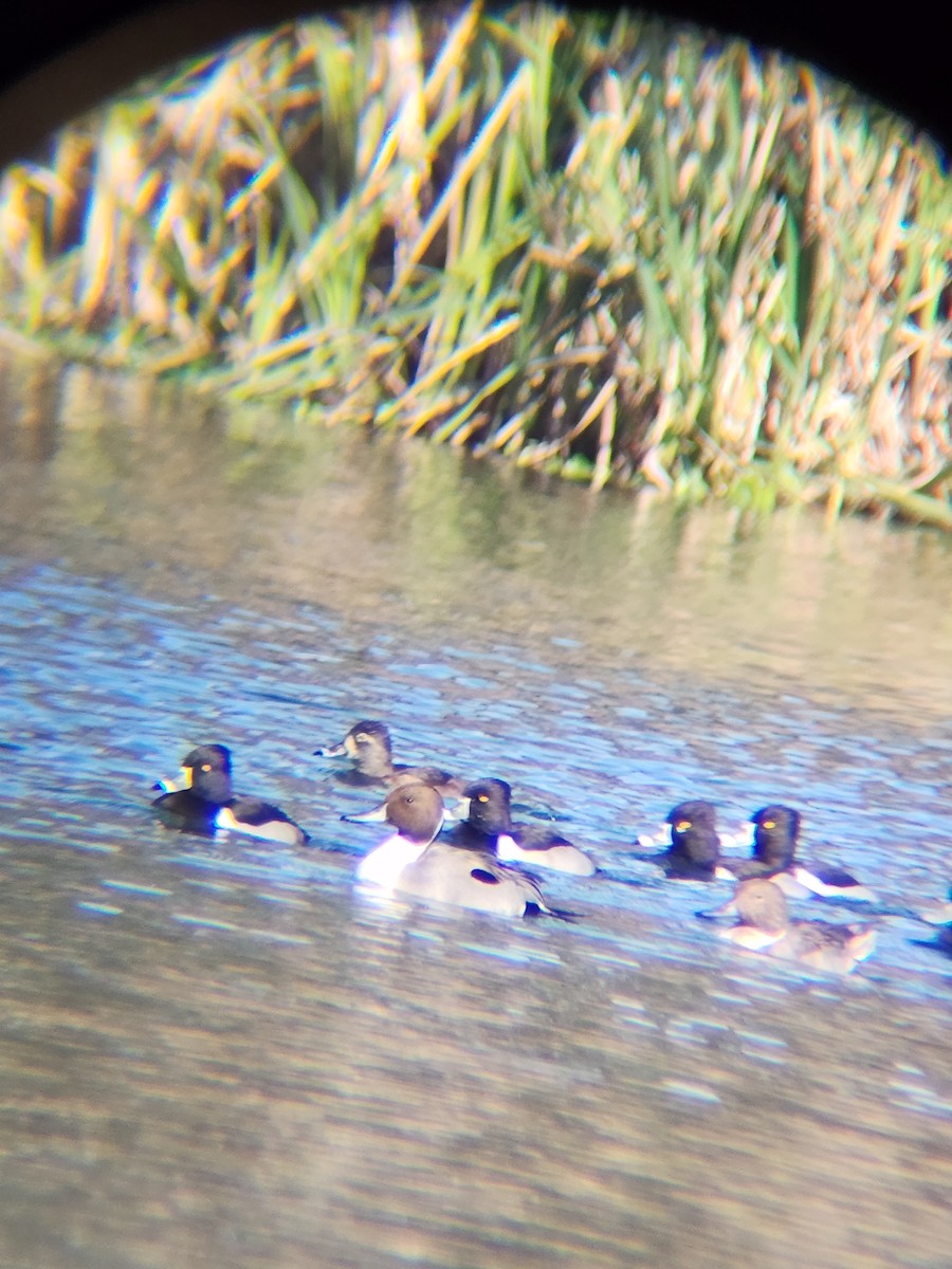 Codone - ML646748873