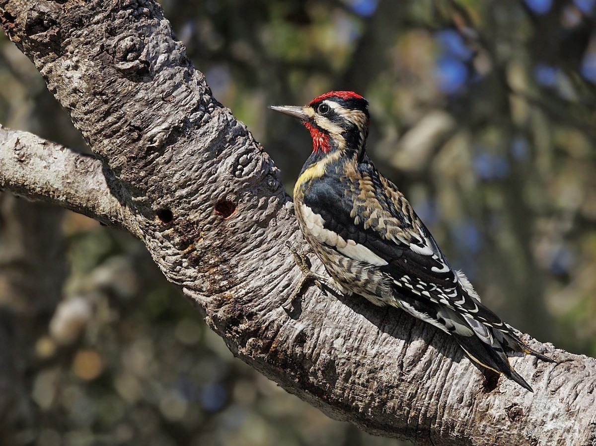 シルスイキツツキ - ML646748874