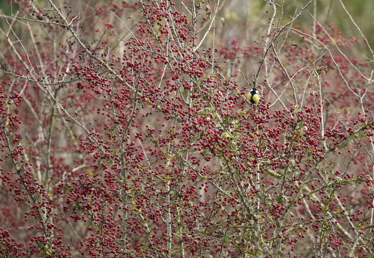 Great Tit - ML646748875