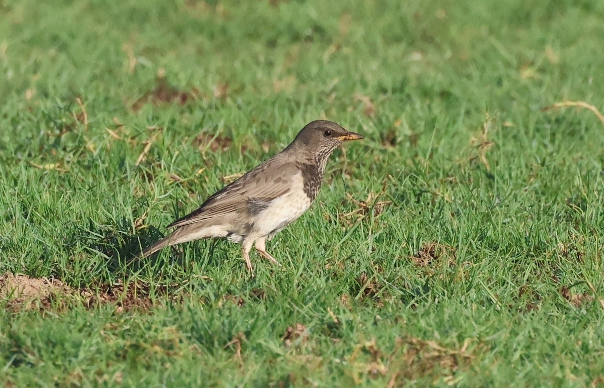 Birigarro paparbeltza - ML646748877