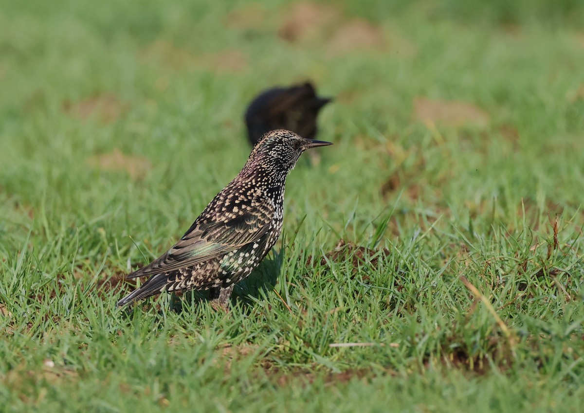 Arabazozo pikarta - ML646748879