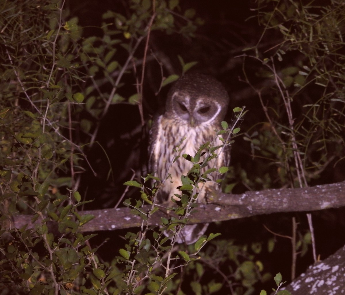 Mottled Owl - ML646748880