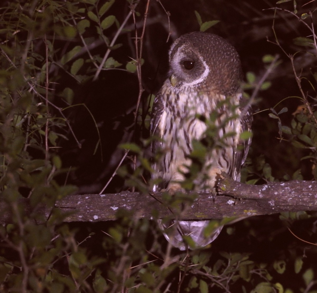 Mottled Owl - ML646748881