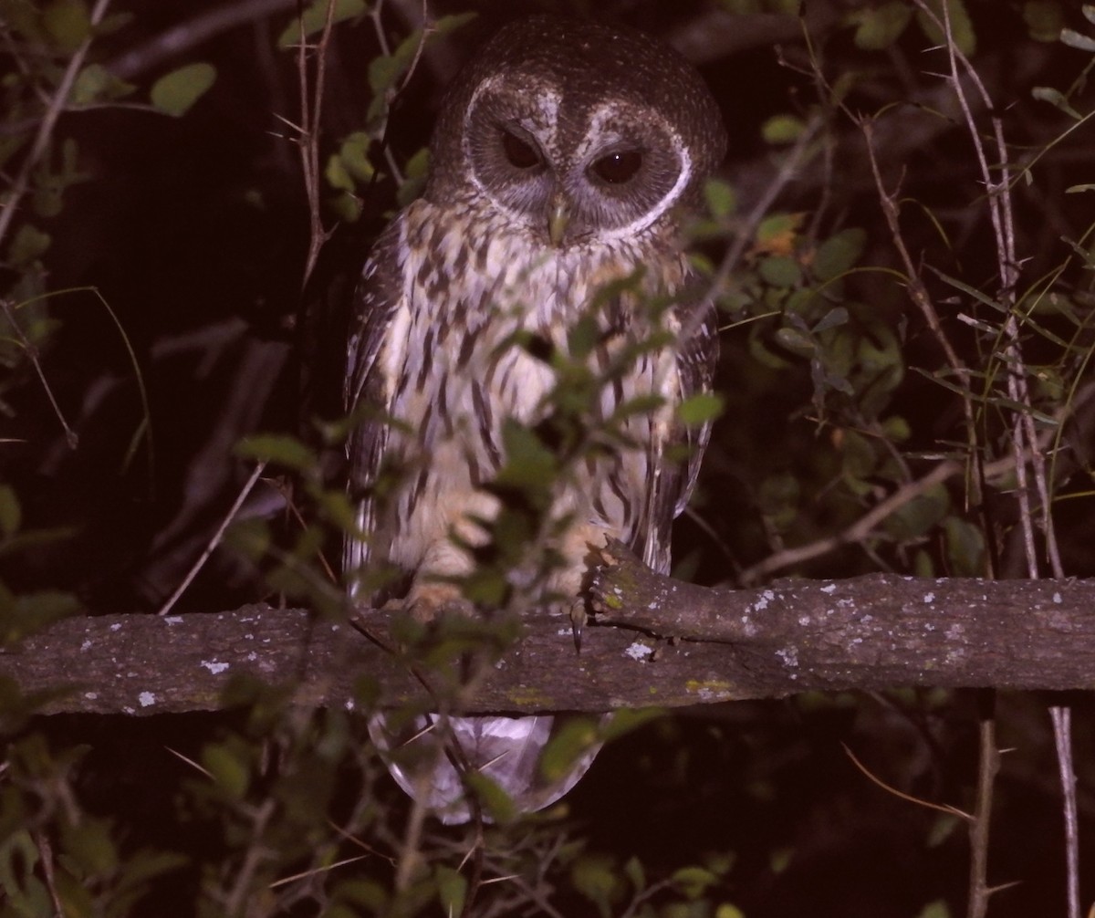 Mottled Owl - ML646748882