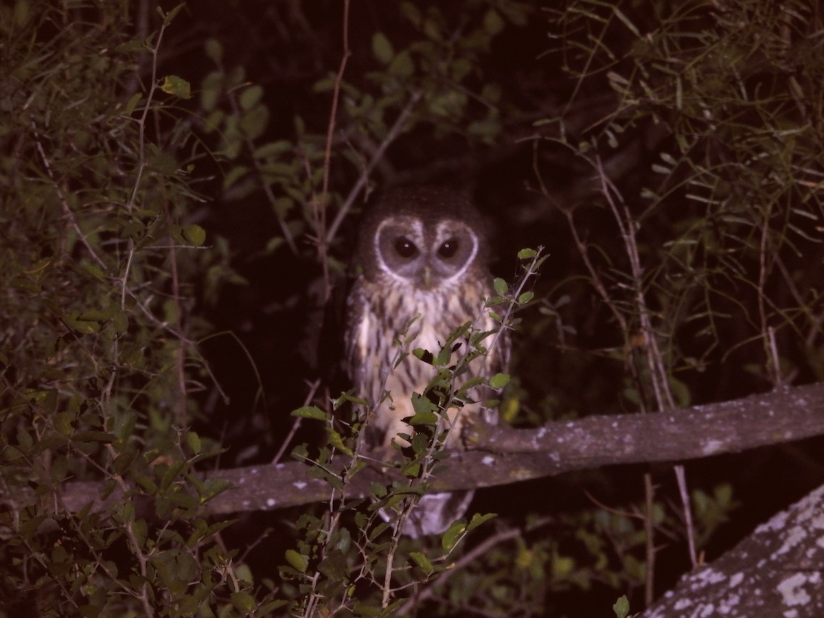 Mottled Owl - ML646748883