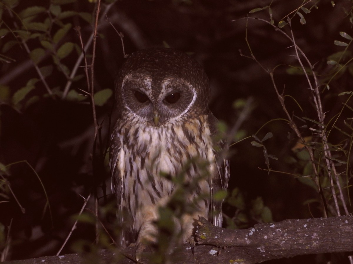 Mottled Owl - ML646748884