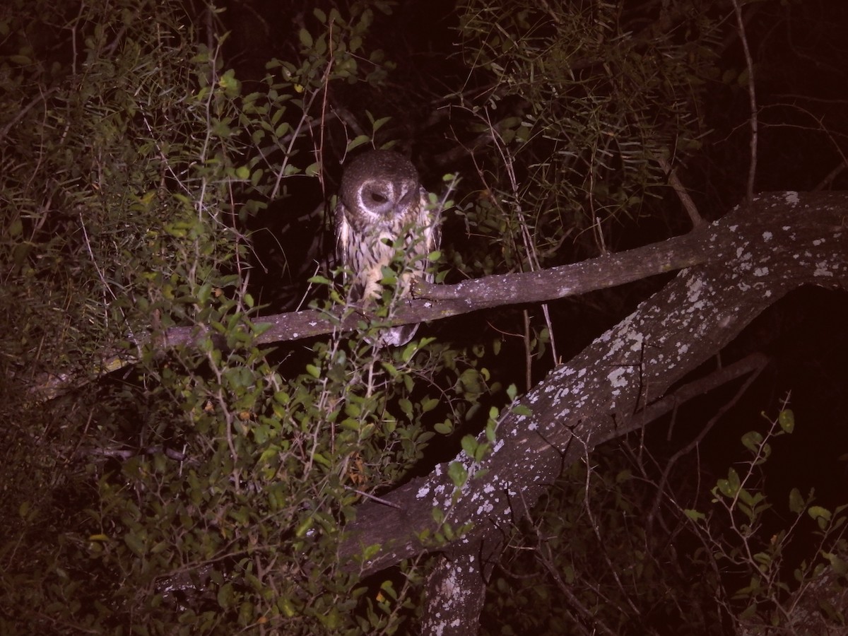 Mottled Owl - ML646748886