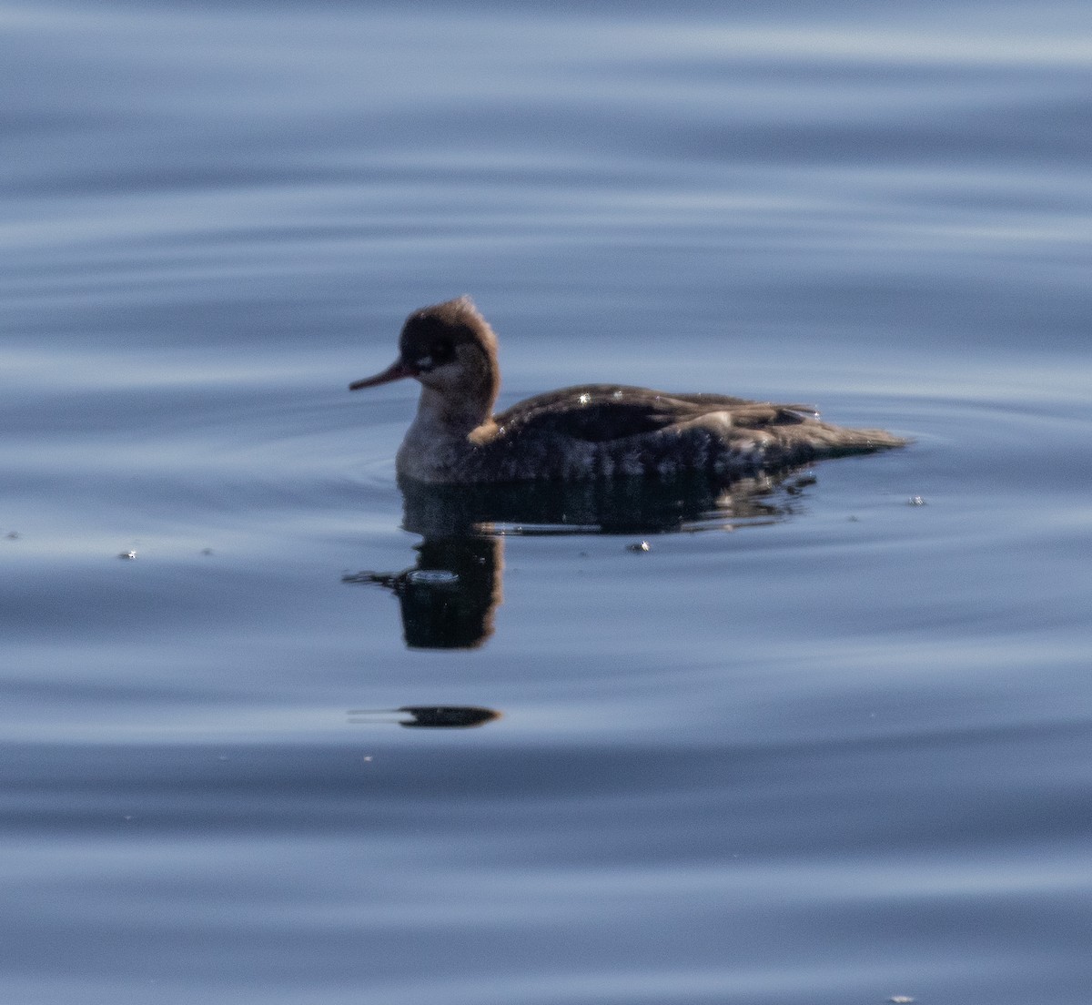 מרגון בינוני - ML646748888
